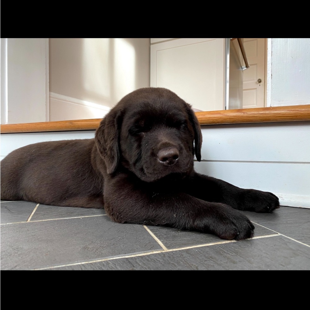 Meet your Posher, Casey